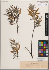 Foto von Salix eleagnos Scop.
